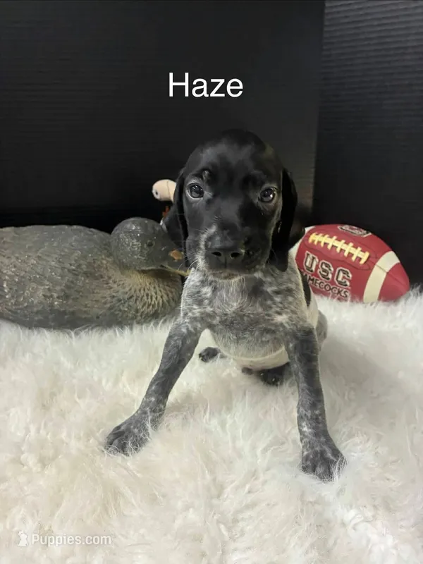 Haze – German Shorthaired Pointer puppy for sale in Manning, SC