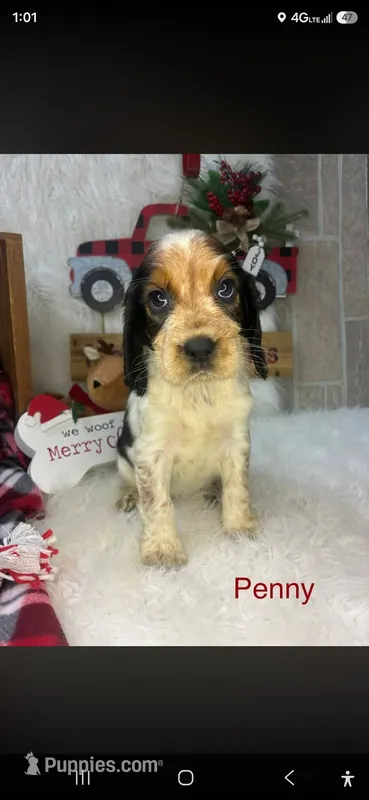 Penny – English Springer Spaniel puppy for sale in Manning, SC