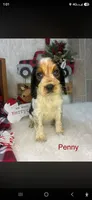 Penny, a female English Springer Spaniel for sale in Manning, SC – 1 of 1