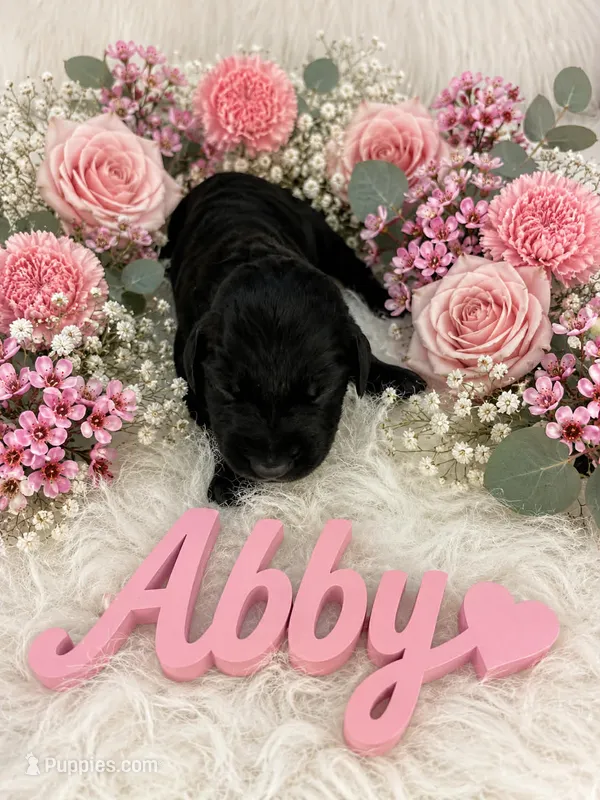 Abby – German Shorthaired Pointer puppy for sale in Manning, SC