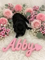 Abby, a female German Shorthaired Pointer for sale in Manning, SC – 1 of 1
