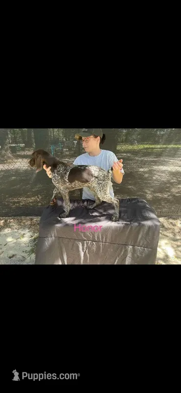 Honor – German Shorthaired Pointer puppy for sale in Manning, SC