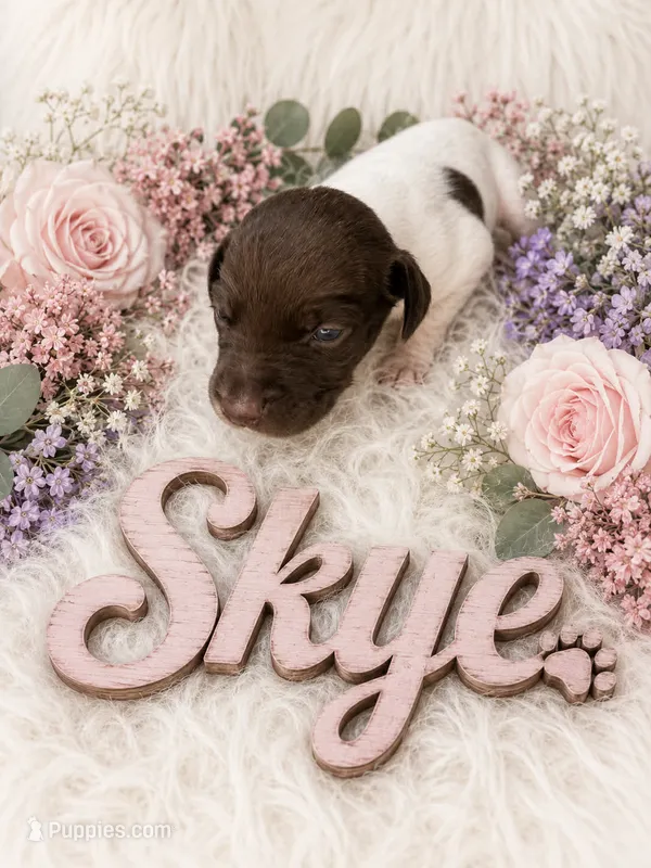 Skye – German Shorthaired Pointer puppy for sale in Manning, SC