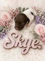 Skye, a female German Shorthaired Pointer for sale in Manning, SC – 1 of 1