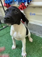Eve, a female German Shorthaired Pointer for sale in Manning, SC – 1 of 2