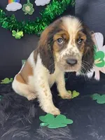 Jacob, a male English Springer Spaniel for sale in Manning, SC – Photo 1 of 2