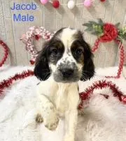 Jacob, a male English Springer Spaniel for sale in Manning, SC – Photo 2 of 2