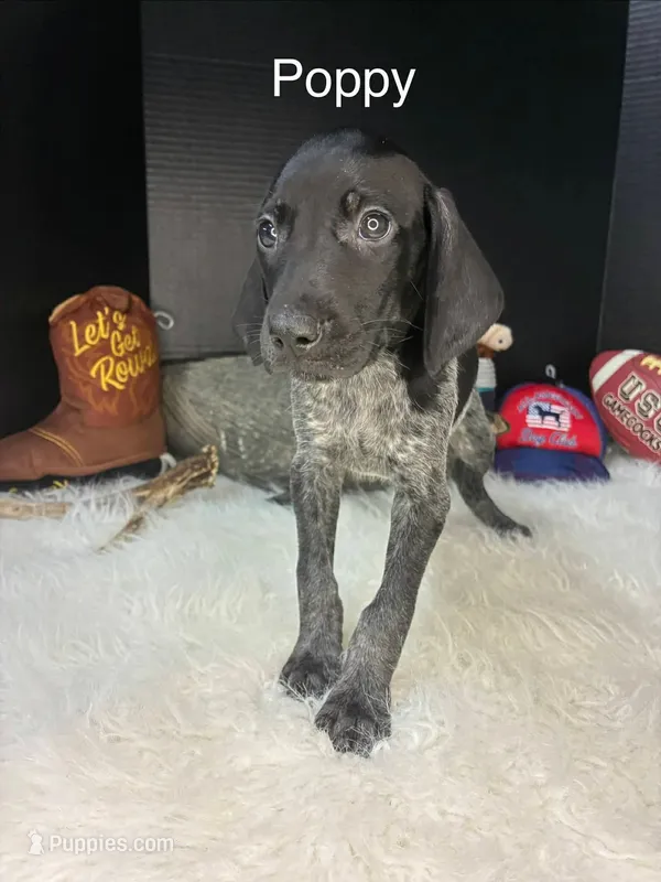 Poppy – German Shorthaired Pointer puppy for sale in Manning, SC
