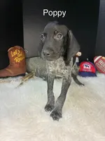 Poppy, a female German Shorthaired Pointer for sale in Manning, SC – 1 of 2