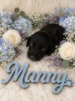 Manny, a male German Shorthaired Pointer for sale in Manning, SC – 1 of 1