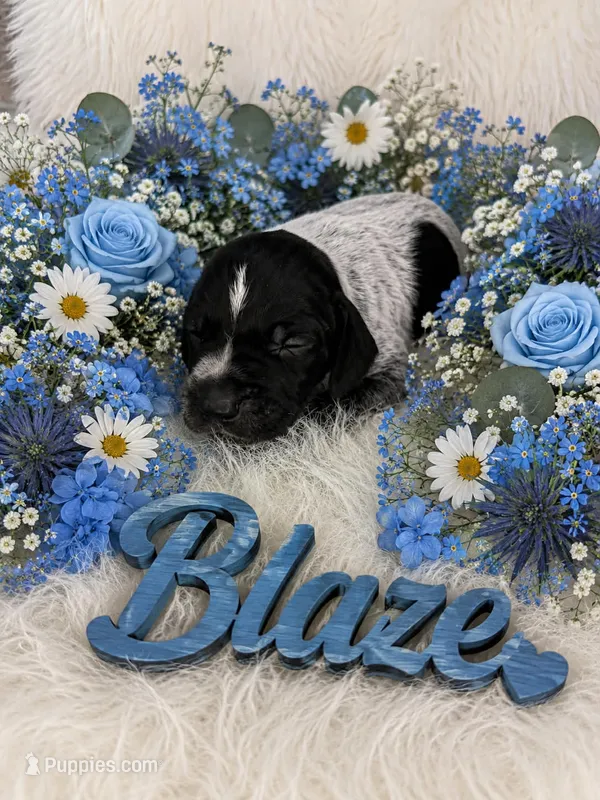 Blaze – German Shorthaired Pointer puppy for sale in Manning, SC