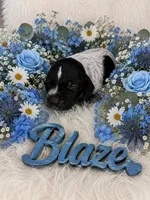 Blaze, a male German Shorthaired Pointer for sale in Manning, SC – 1 of 1