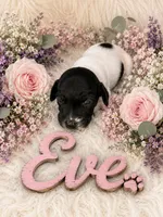 Eve, a female German Shorthaired Pointer for sale in Manning, SC – 1 of 1