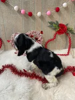 Jack, a male English Springer Spaniel for sale in Manning, SC – Photo 4 of 4