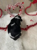 Jack, a male English Springer Spaniel for sale in Manning, SC – Photo 3 of 4