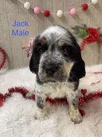 Jack, a male English Springer Spaniel for sale in Manning, SC – Photo 1 of 4
