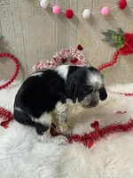 Jack, a male English Springer Spaniel for sale in Manning, SC – Photo 2 of 4