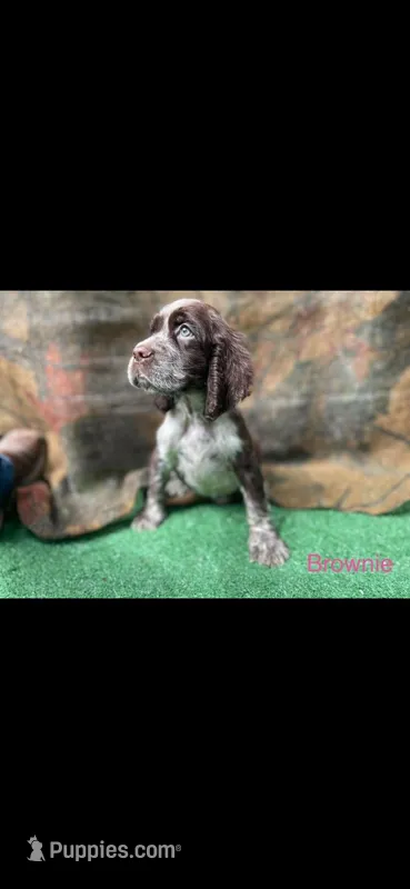 Brownie – English Springer Spaniel puppy for sale in Manning, SC
