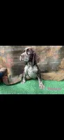Brownie, a male English Springer Spaniel for sale in Manning, SC – 1 of 1