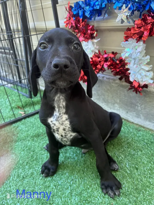 Manny – German Shorthaired Pointer puppy for sale in Manning, SC