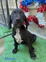 Manny, a male German Shorthaired Pointer for sale in Manning, SC – 1 of 2