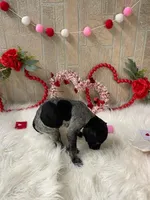 Seven, a female German Shorthaired Pointer for sale in Manning, SC – Photo 2 of 4