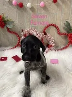 Seven, a female German Shorthaired Pointer for sale in Manning, SC – Photo 1 of 4