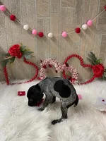 Seven, a female German Shorthaired Pointer for sale in Manning, SC – Photo 4 of 4