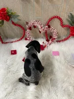 Seven, a female German Shorthaired Pointer for sale in Manning, SC – Photo 3 of 4