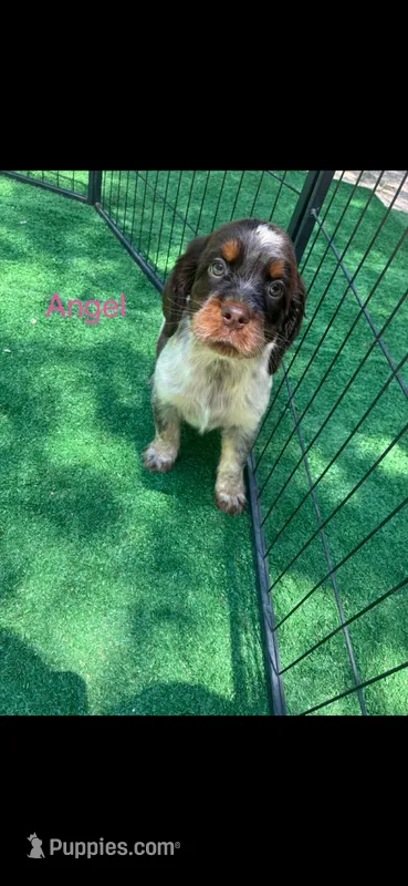 Angel – English Springer Spaniel puppy for sale in Manning, SC