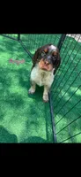 Angel, a female English Springer Spaniel for sale in Manning, SC – 1 of 4