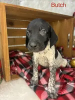 Bronco, a male German Shorthaired Pointer for sale in Manning, SC – 2 of 2