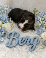 Berg, a male English Springer Spaniel for sale in Manning, SC – 1 of 1