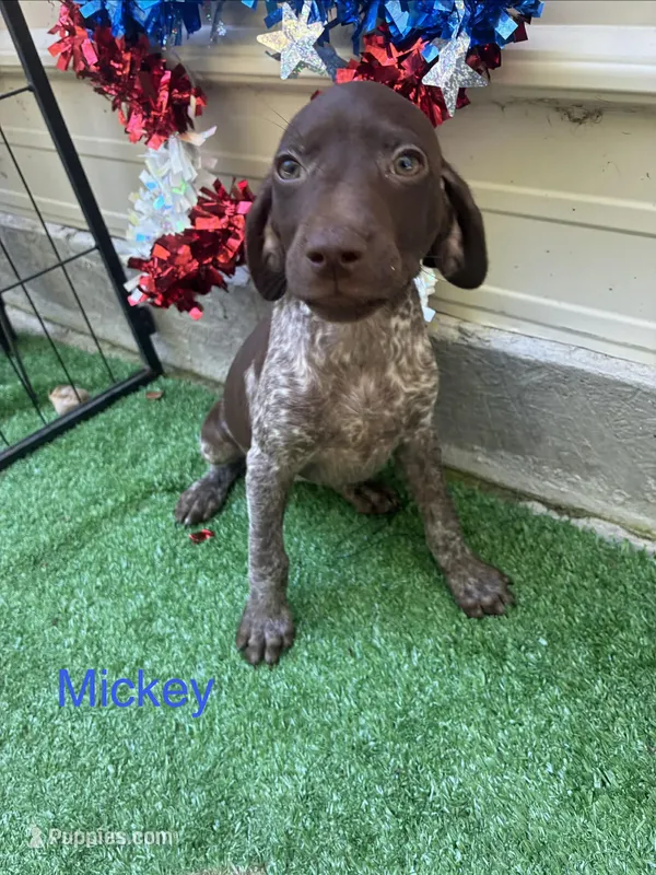 Mickey – German Shorthaired Pointer puppy for sale in Manning, SC