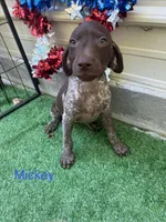 Mickey, a female German Shorthaired Pointer for sale in Manning, SC – 1 of 3