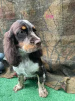 Iris, a female English Springer Spaniel for sale in Manning, SC – 1 of 2