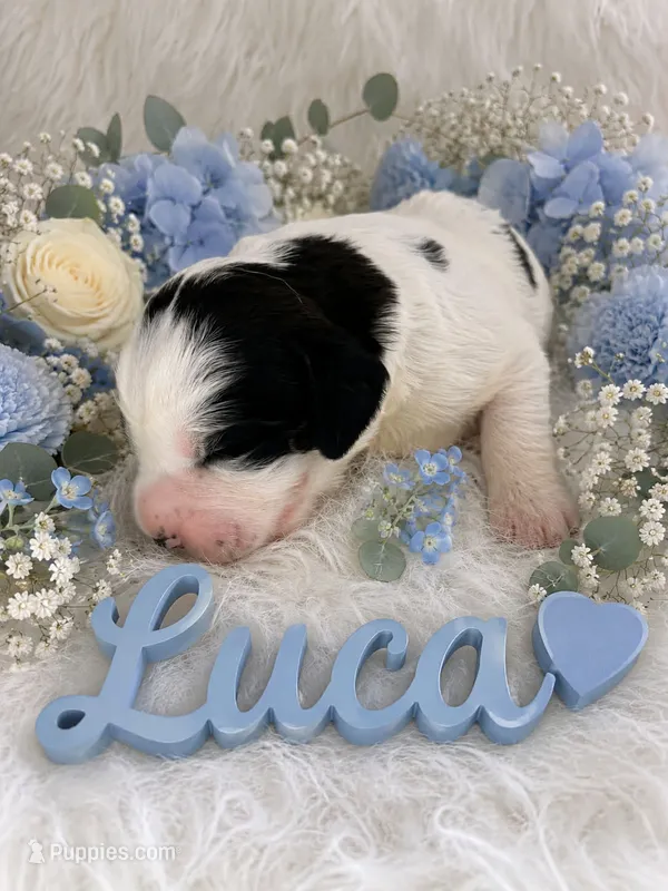 Luca – English Springer Spaniel puppy for sale in Manning, SC