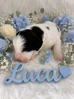 Luca, a male English Springer Spaniel for sale in Manning, SC – 1 of 1
