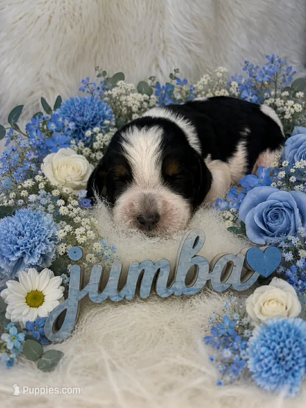 Jumba – English Springer Spaniel puppy for sale in Manning, SC