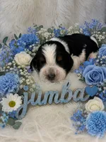 Jumba, a male English Springer Spaniel for sale in Manning, SC – 1 of 1
