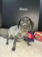 Blaze, a male German Shorthaired Pointer for sale in Manning, SC – 1 of 2