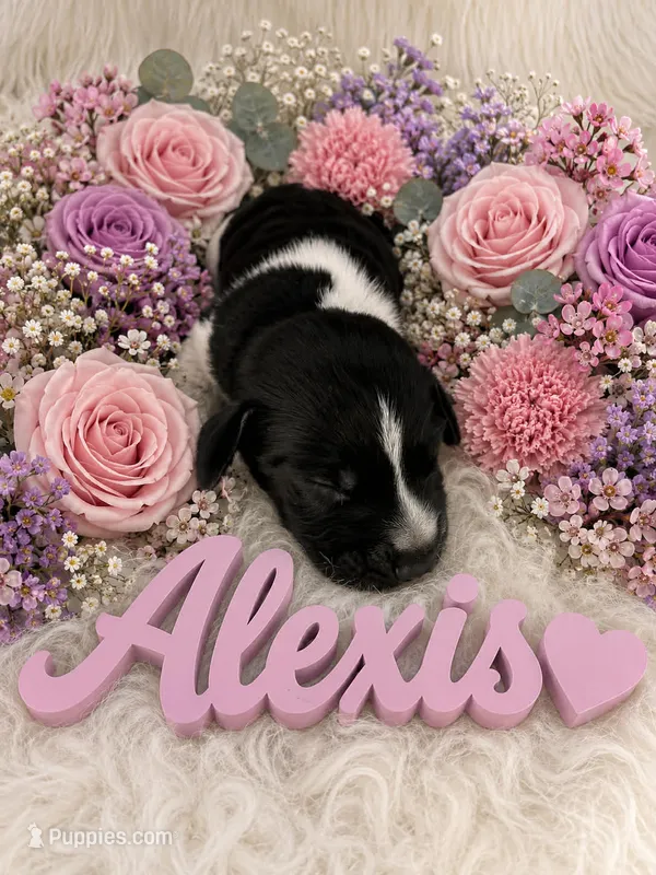 Alexis – German Shorthaired Pointer puppy for sale in Manning, SC