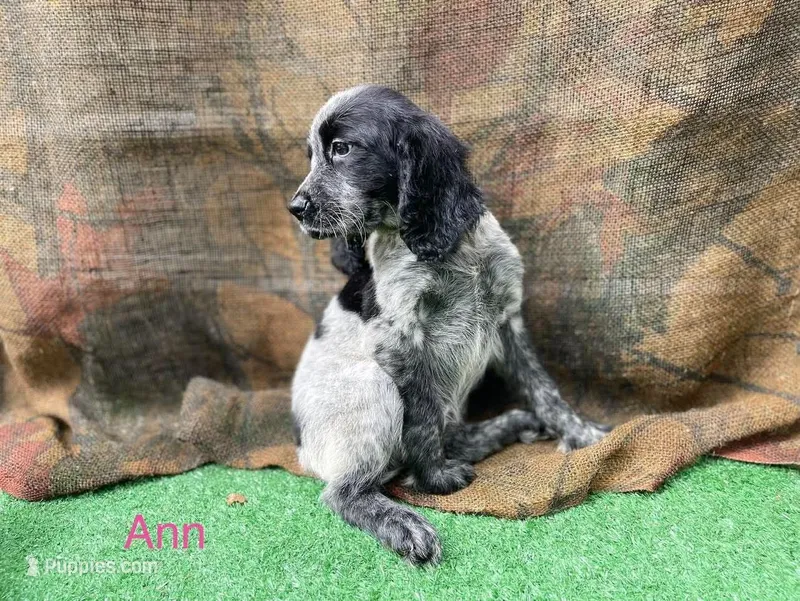 Anne – English Springer Spaniel puppy for sale in Manning, SC