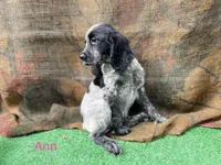 Anne, a female English Springer Spaniel for sale in Manning, SC – 1 of 1