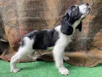 Blackbeard, a male English Springer Spaniel for sale in Manning, SC – 3 of 5
