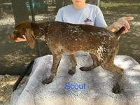 Scout, a male German Shorthaired Pointer for sale in Manning, SC – 1 of 1