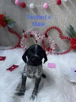 Twister X, a male German Shorthaired Pointer for sale in Manning, SC – Photo 1 of 4