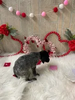 Twister X, a male German Shorthaired Pointer for sale in Manning, SC – Photo 3 of 4