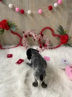 Twister X, a male German Shorthaired Pointer for sale in Manning, SC – Photo 2 of 4