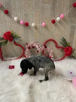 Twister X, a male German Shorthaired Pointer for sale in Manning, SC – Photo 4 of 4